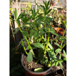 planta la canela