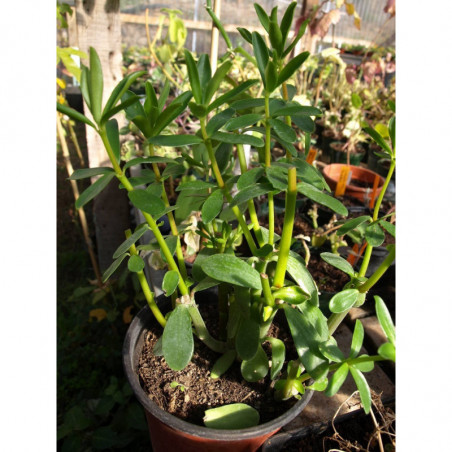 planta la canela