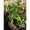 planta la canela