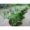 planta hongo