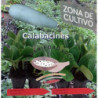 Plántula De Calabacin