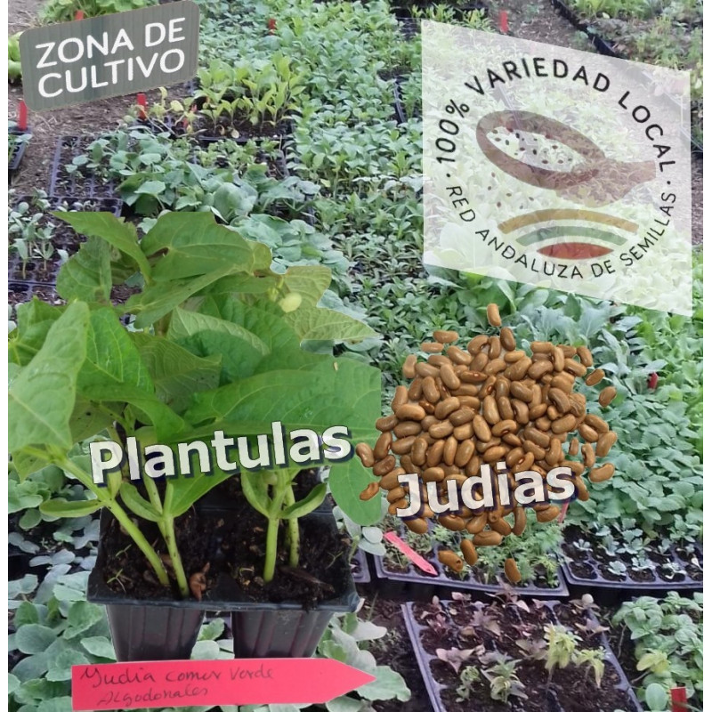 Plantula Judias