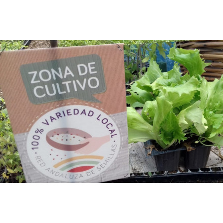Plantula De Lechugas