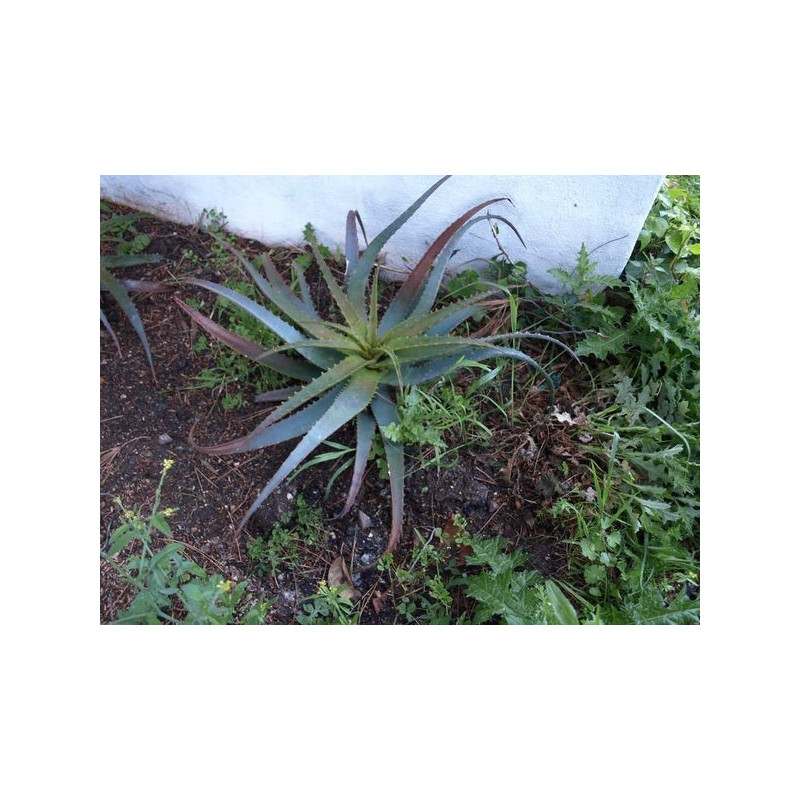 aloe