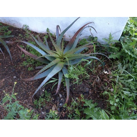 aloe