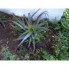 aloe