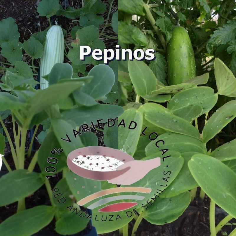 Plantula de Pepinos