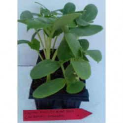 Plantula de Pepinos