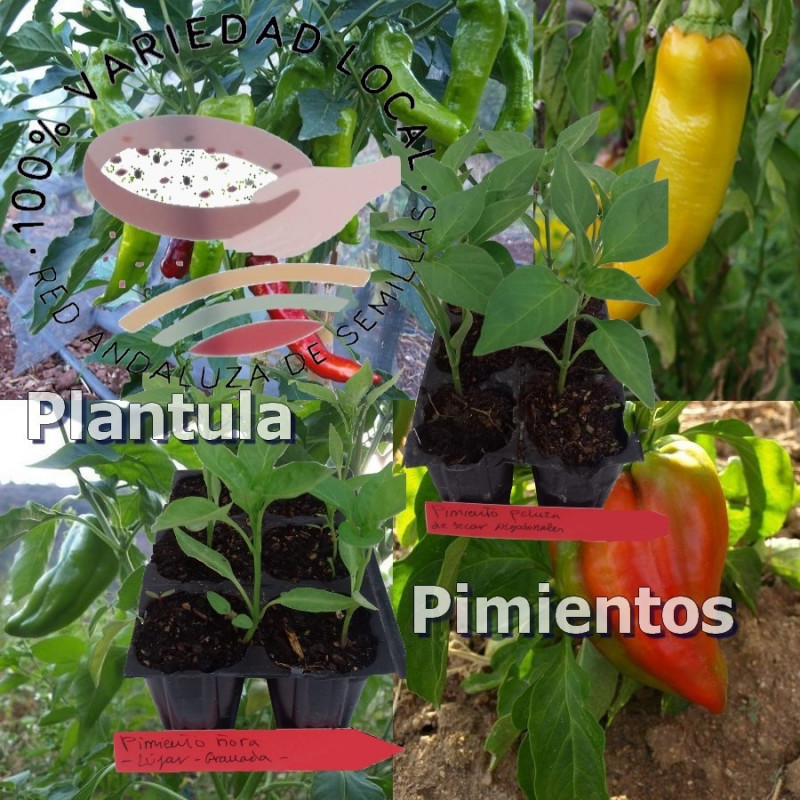 Plantula Pimientos