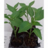 Plantula Pimientos