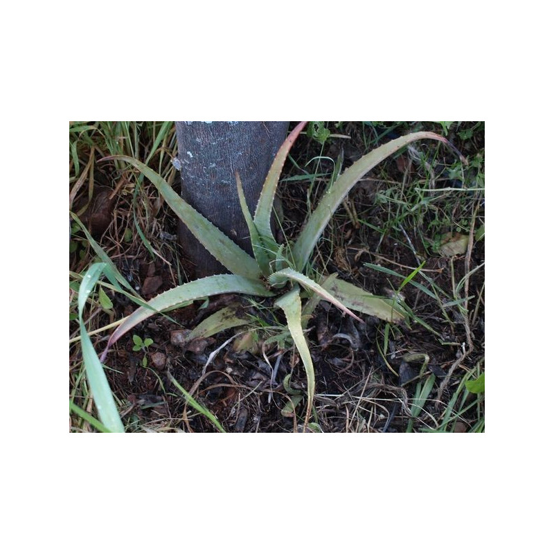 Aloe o sabila