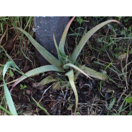 Aloe o sabila