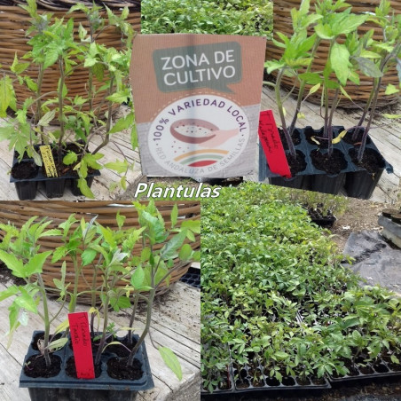 Plantula De Tomates Rosados