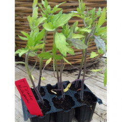 Plantula De Tomates Rosados