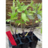 Plantula De Tomates Rosados