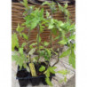 Plantula De Tomates Rosados