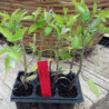 Plantula De Tomates Rosados