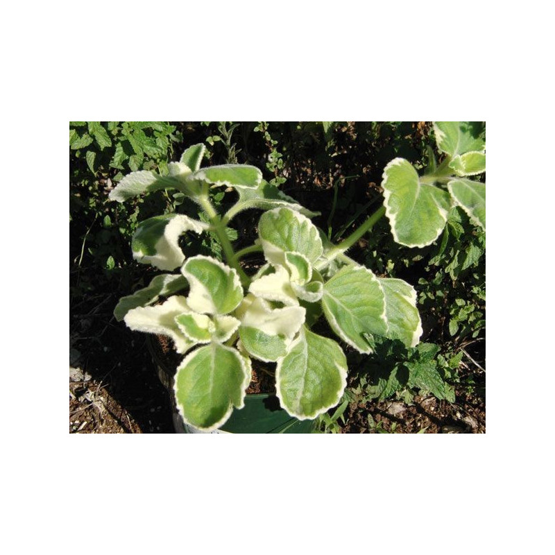 plectranto ahuyentagatos