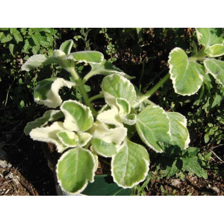plectranto ahuyentagatos