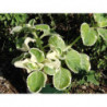 plectranto ahuyentagatos
