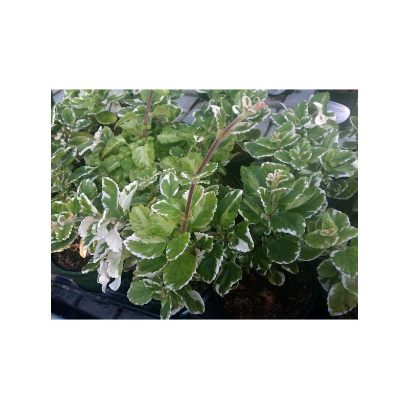 plectranto jaspeado crema