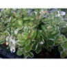 plectranto jaspeado crema