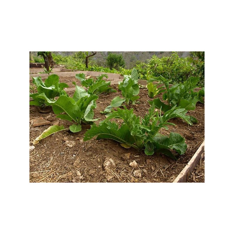 rbano rusticano