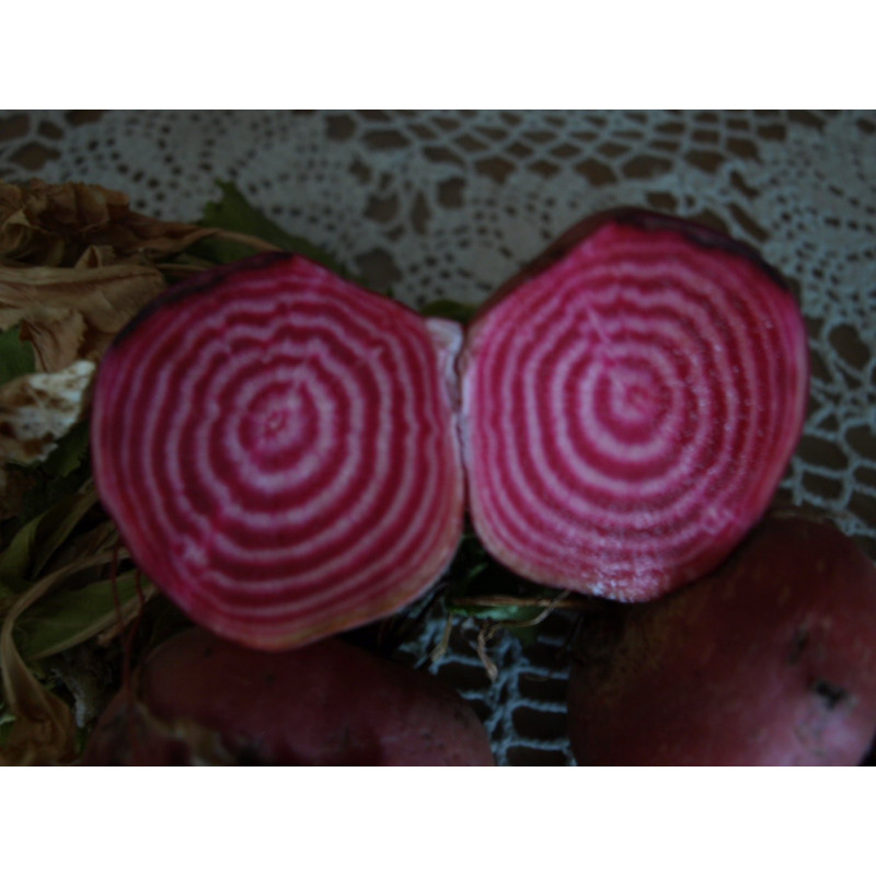 remolacha bicolor italiana
