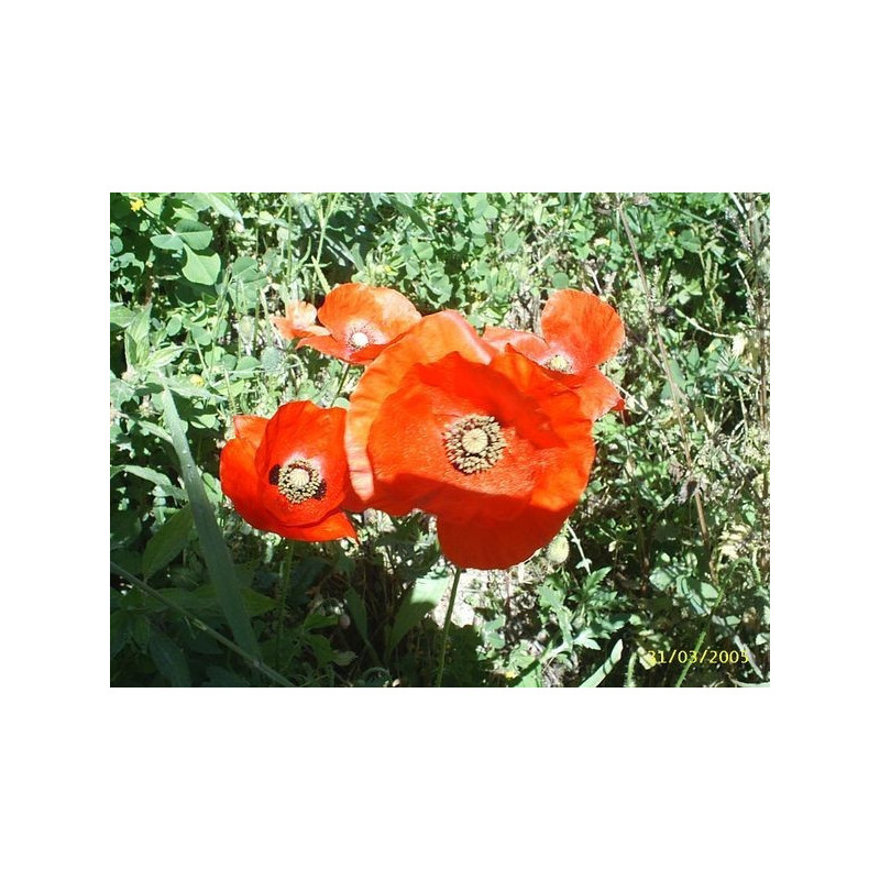 amapola roja