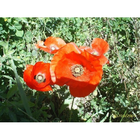 amapola roja