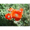 amapola roja