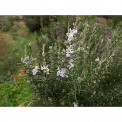 romero de flor blanca