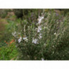 romero de flor blanca