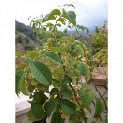 rosa damascena