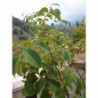 rosa damascena