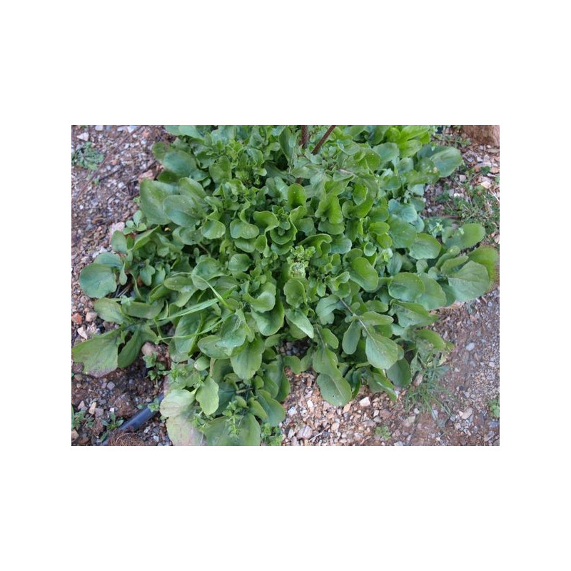 rucula cultivada