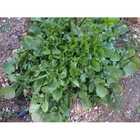 rucula cultivada