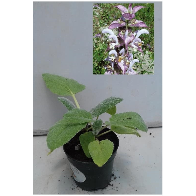 SALVIA AMARO o ROMANA