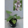 SALVIA AMARO o ROMANA