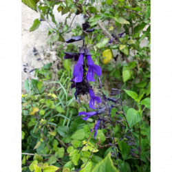 salvia amistad