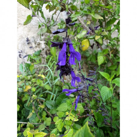 salvia amistad