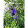 salvia amistad