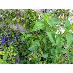 salvia amistad