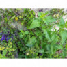 salvia amistad