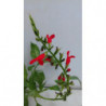 SALVIA BELICE