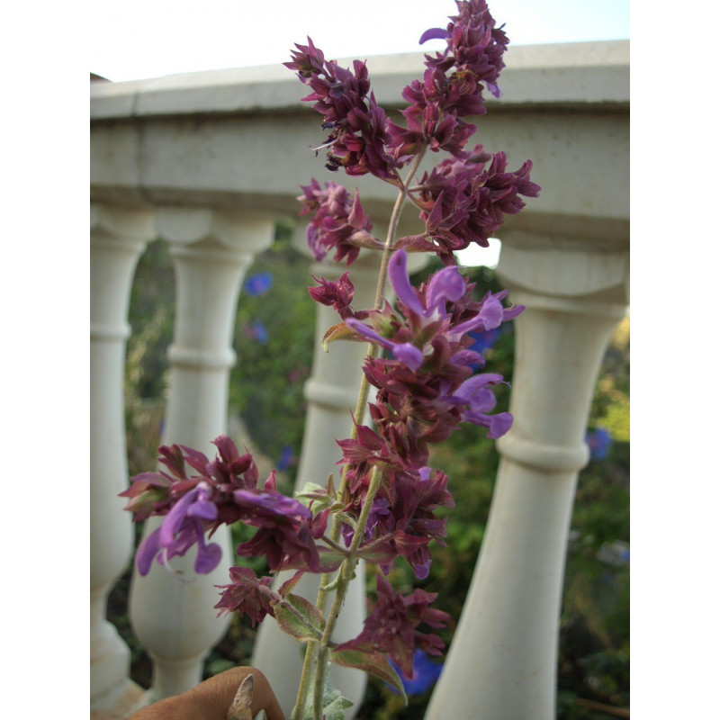 salvia canaria