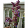 salvia canaria