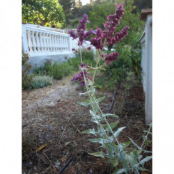 salvia canaria