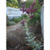 salvia canaria