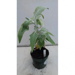salvia canaria
